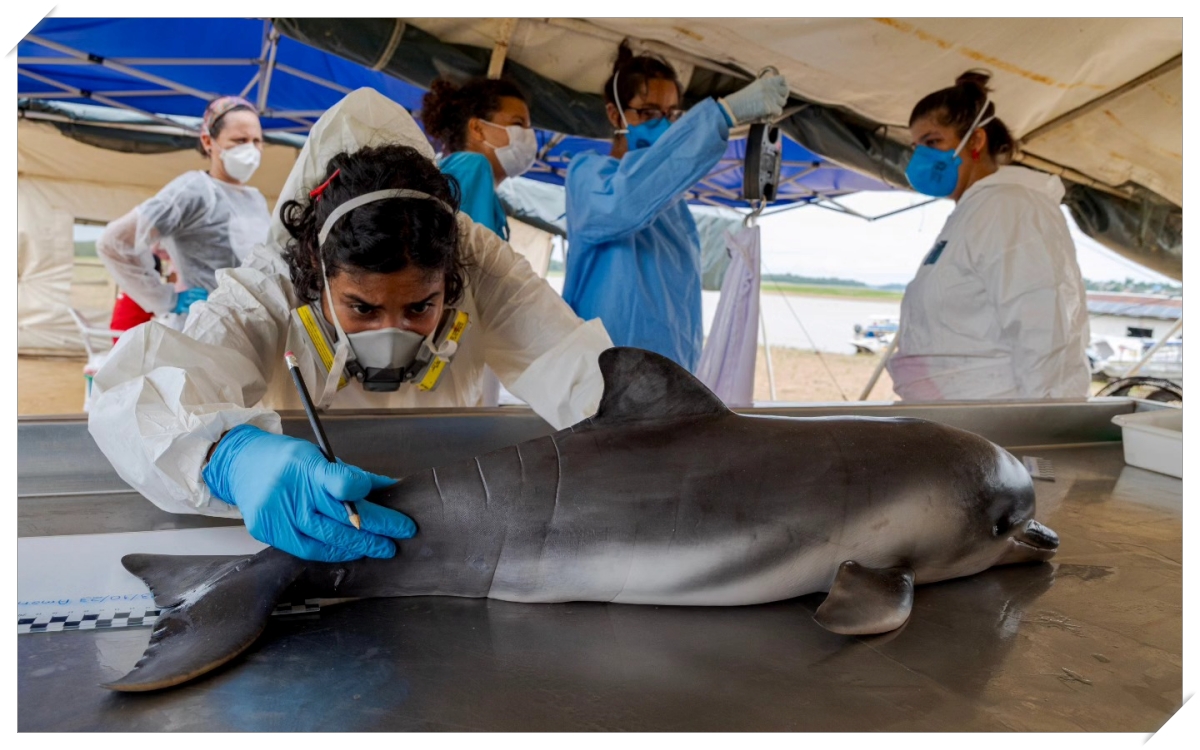 Botos da Amazônia: mortes de animais voltam a preocupar pesquisadores - News Rondônia Botos da Amazônia: mortes de animais voltam a preocupar pesquisadores - News Rondônia