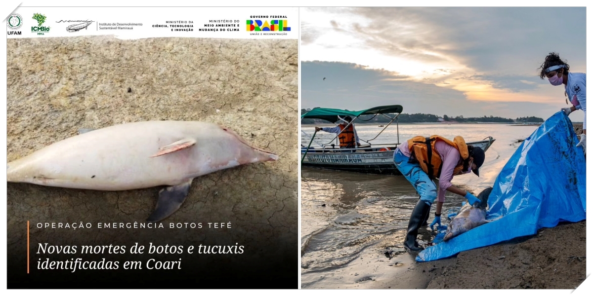 Botos da Amazônia: mortes de animais voltam a preocupar pesquisadores - News Rondônia Botos da Amazônia: mortes de animais voltam a preocupar pesquisadores - News Rondônia