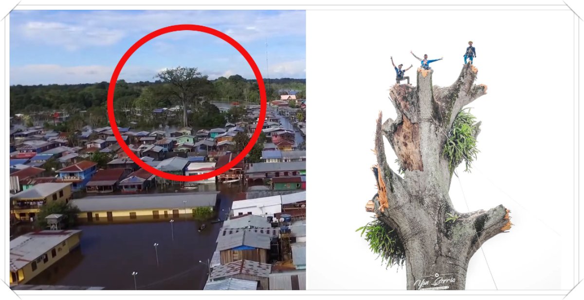 Em meio a queimadas e desmatamento, prefeito no Amazonas manda derrubar árvore que pode chegar a mil anos - News Rondônia