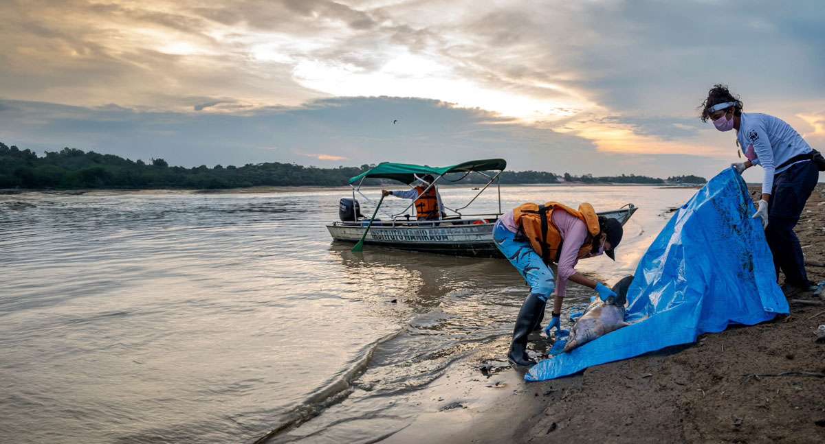 Botos da Amazônia: mortes de animais voltam a preocupar pesquisadores - News Rondônia