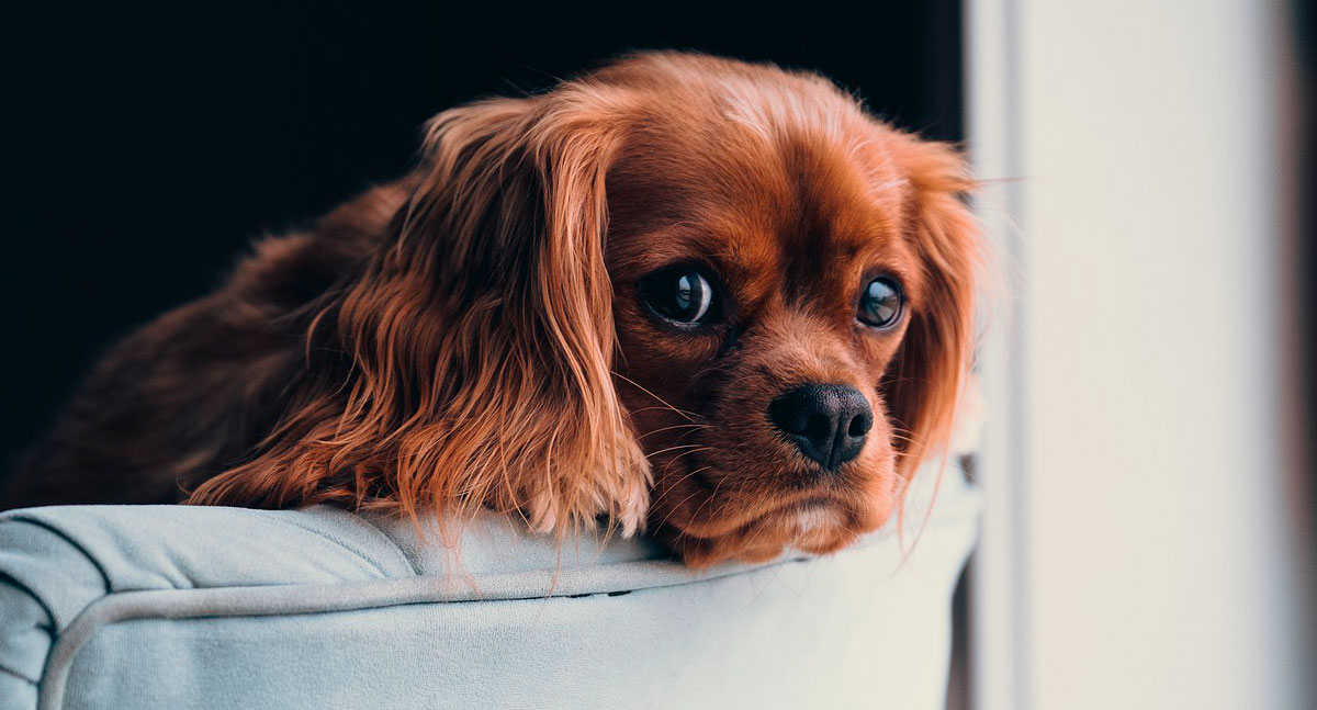 Ambiente limpo promove a segurança e o bem-estar dos pets - News Rondônia