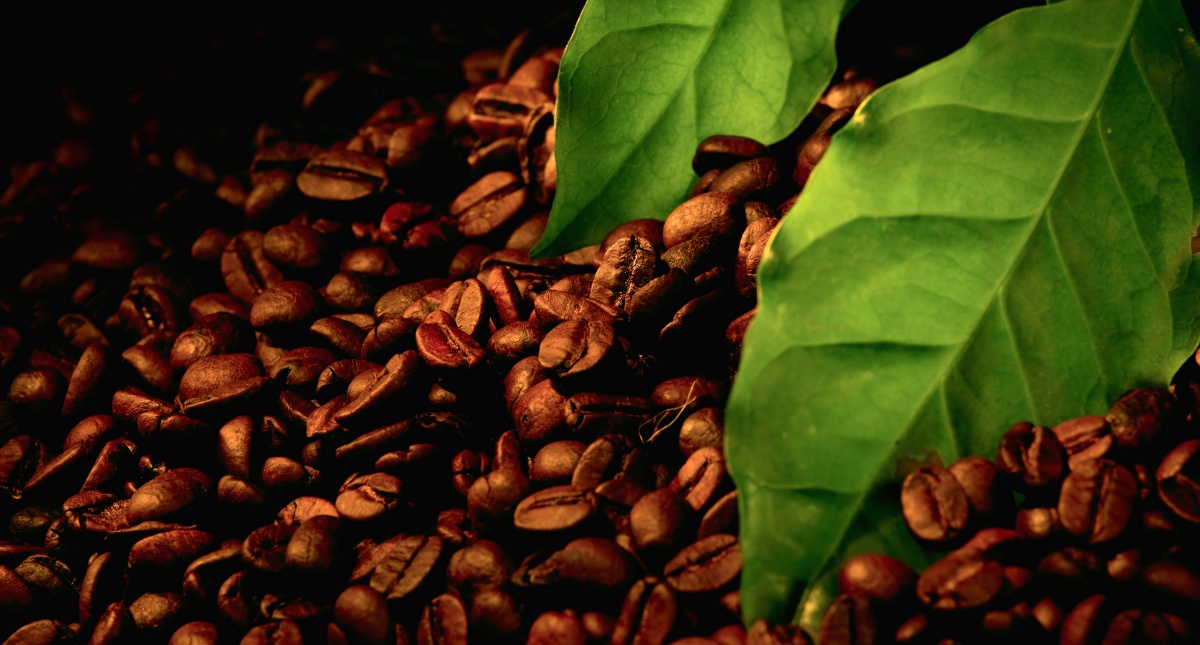 El Niño cria alerta para a cafeicultura: fenômeno aumenta pressão causada por insetos