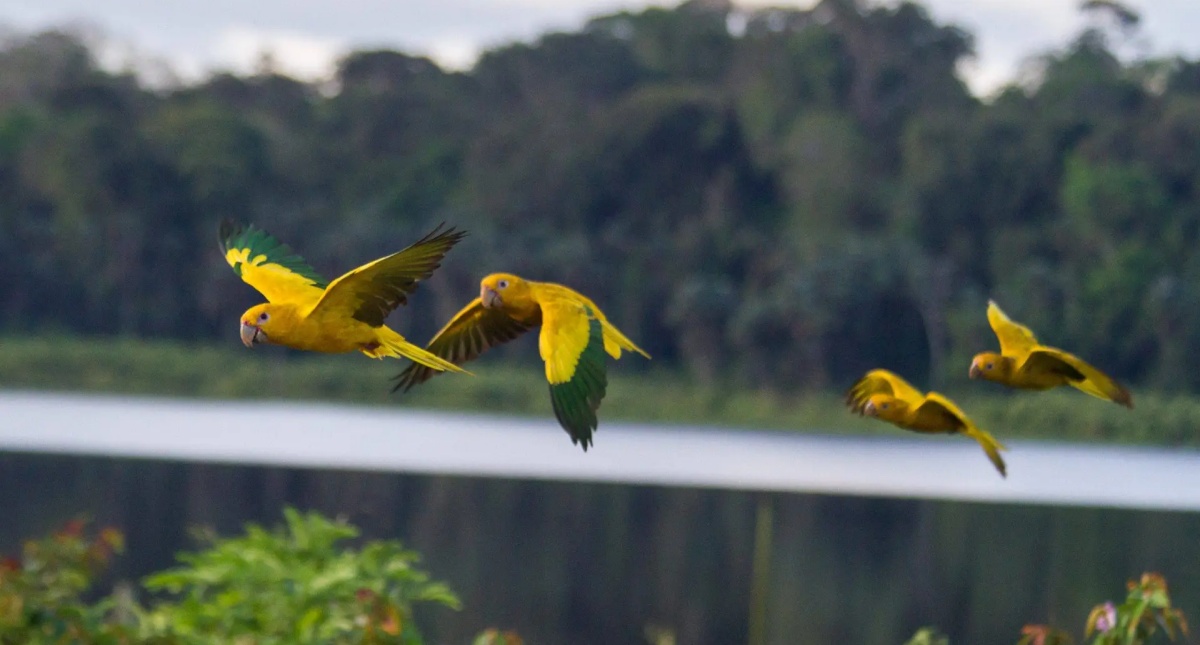 Consideradas extintas, Ararajubas voltam ao céu de Belém após 100 anos