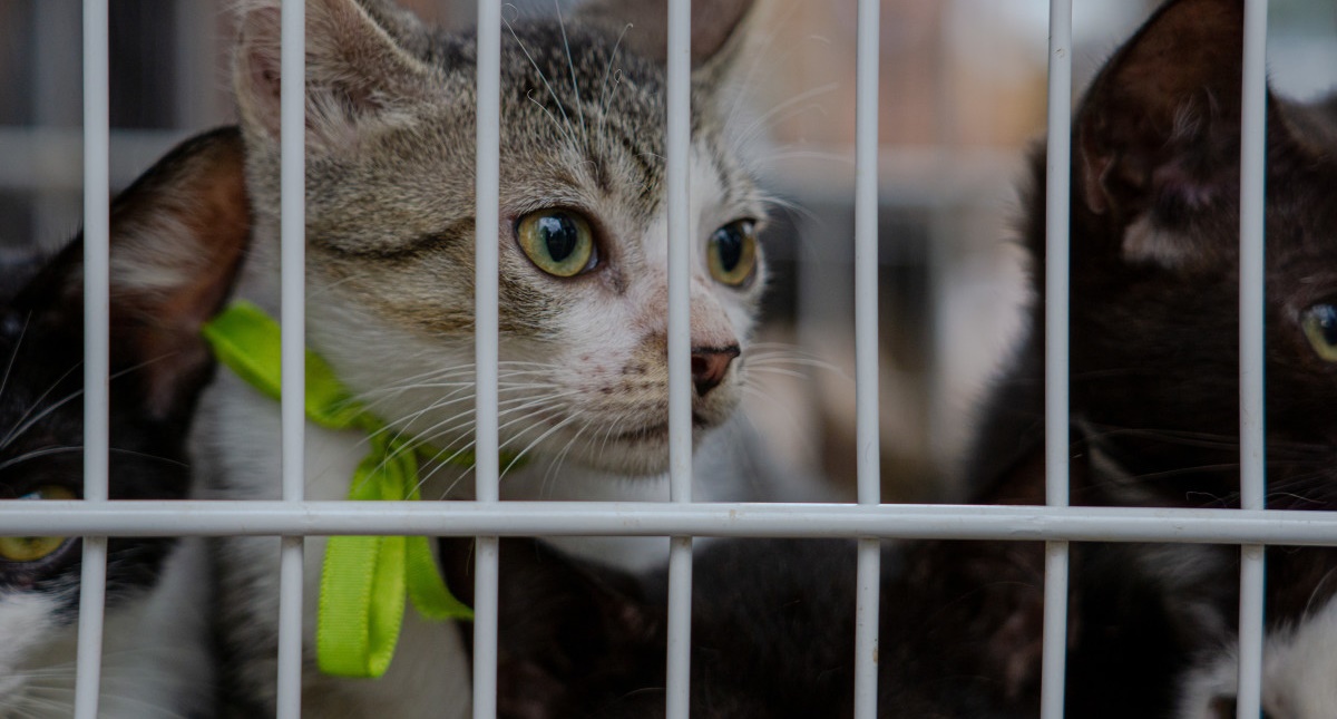 Prefeitura participa de ação social com feira de adoção de pets e outros serviços