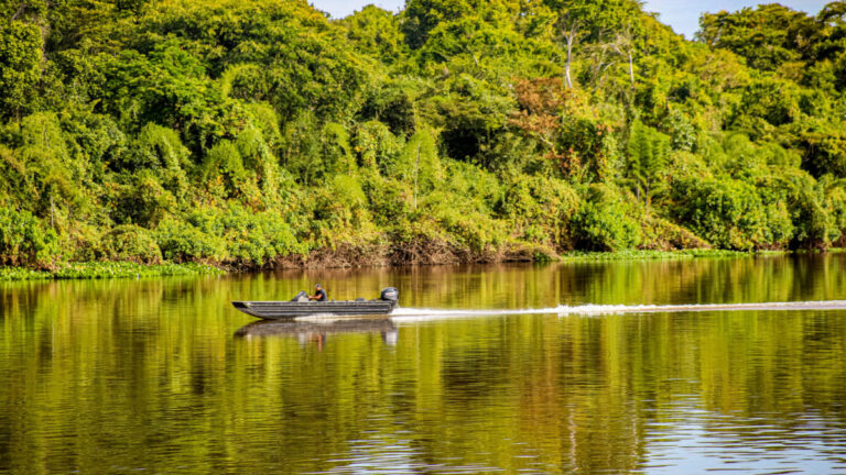 Indicadores ambientais e de produtividade apontam que Rondônia avança em sustentabilidade - News Rondônia