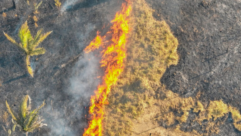 Cerca de 360 denúncias de queimadas são registradas em Porto Velho em 2023 - News Rondônia