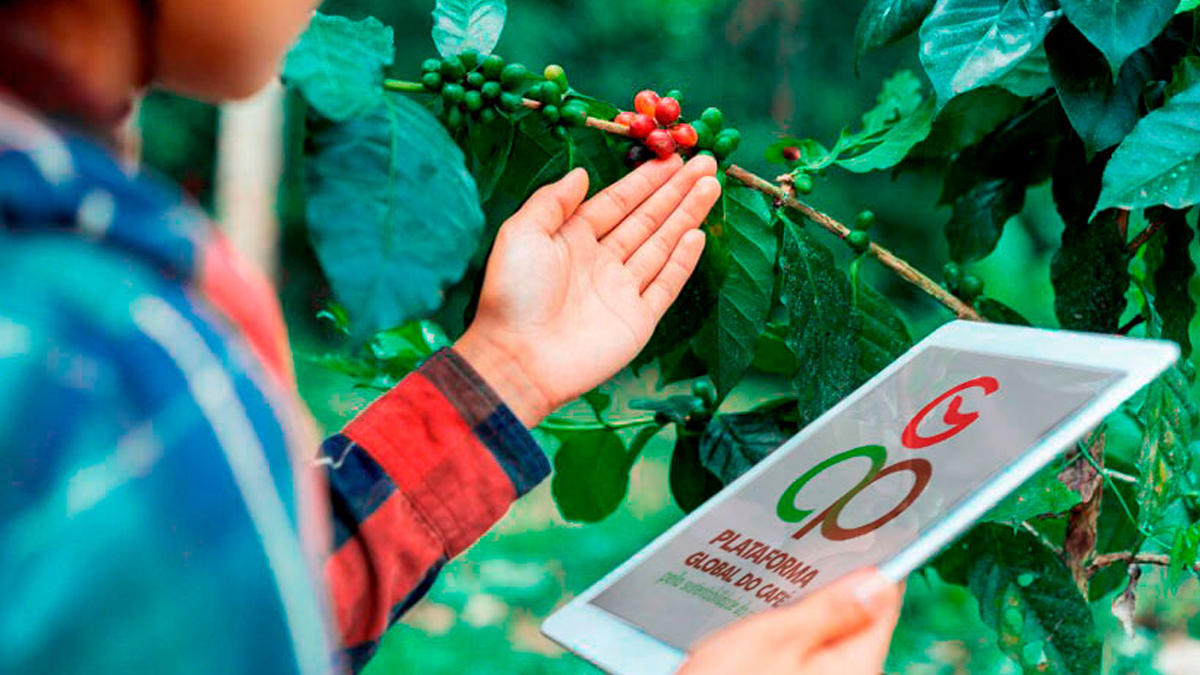 Parceria com a Plataforma Global do Café oferece capacitação para produtores e técnicos - News Rondônia