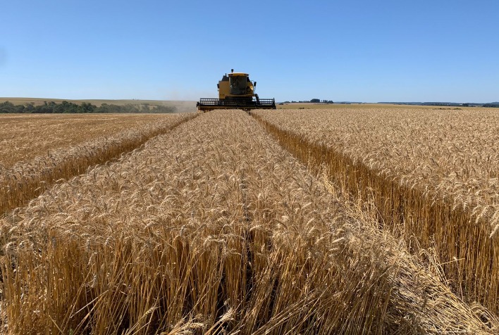 424 mil toneladas de trigo já foram negociadas em leilões realizados pela Conab