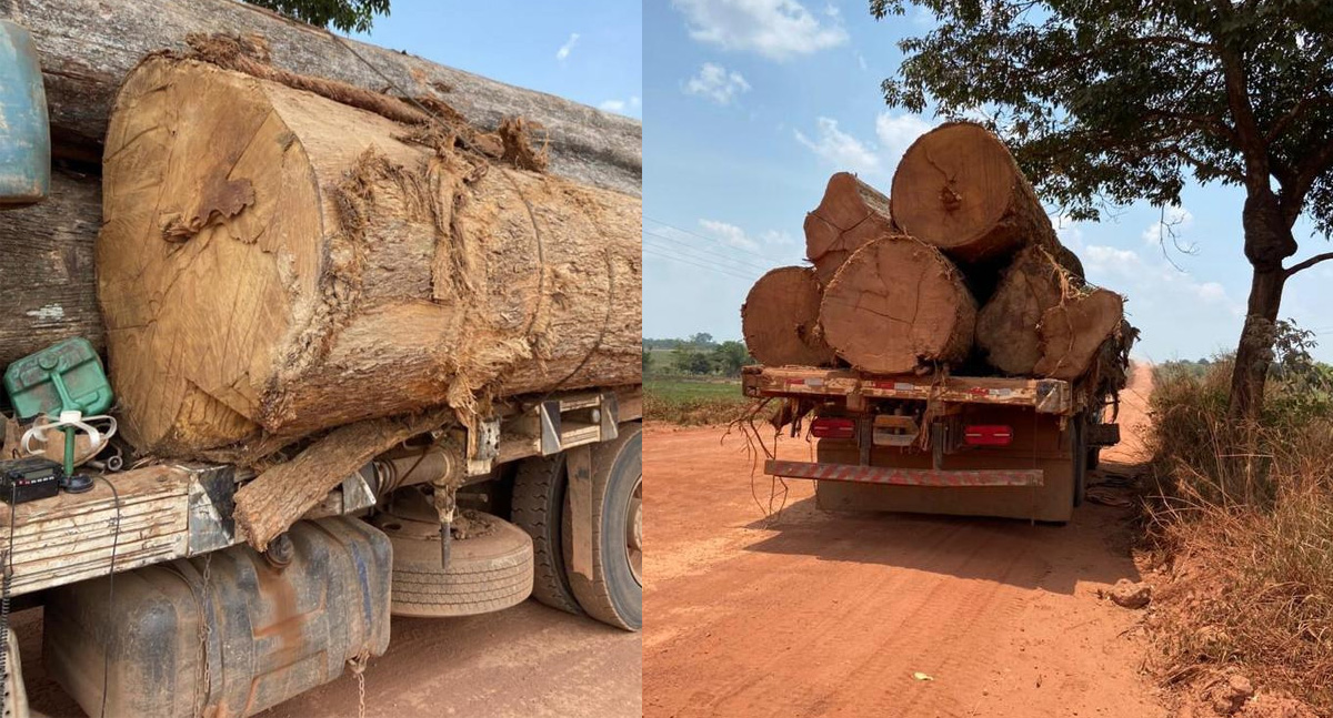 PF RO realiza prisão em flagrante por crimes em terra indígena