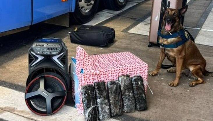 PRF de MT usa cão farejador para vistoriar ônibus e prende mulher que levava cocaína de Vilhena para cidade goiana
