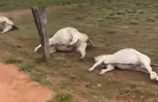 Raio mata 11 cabeças de gado durante tempestade, no interior de Rondônia