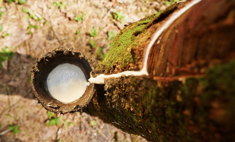 Conab promove novo leilão para apoio à comercialização de borracha natural nesta sexta (1º)