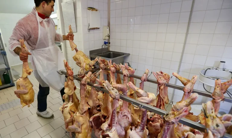 França relata surto de gripe aviária; doença se espalha pela Europa