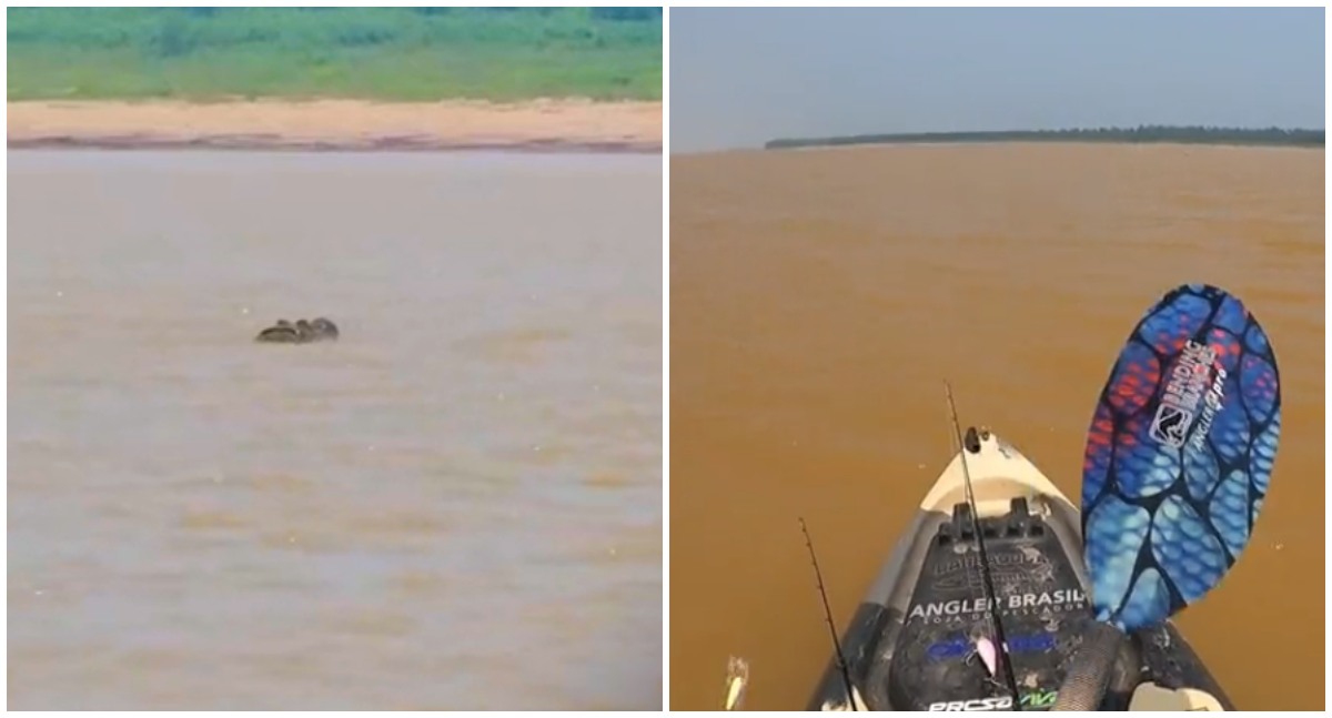 Pescador esportivo flagra jacaré-açu no Rio Madeira: olha o tamanho do ‘crocodilo' - News Rondônia
