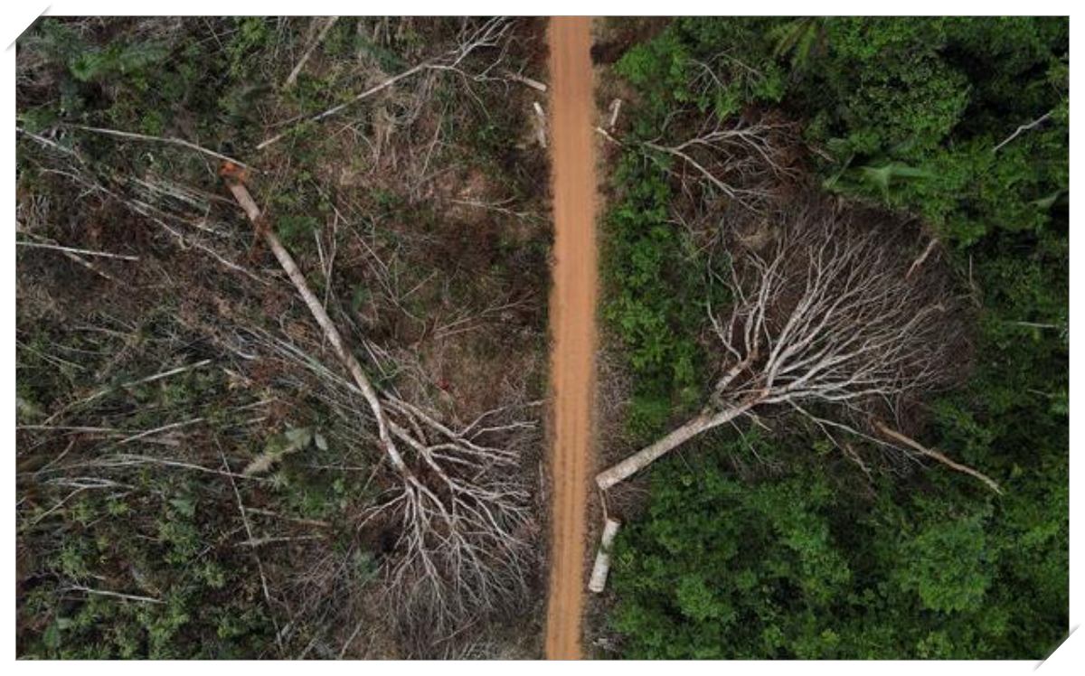 Estudo sobre a reconstrução da BR-319 segue sem 'meio ambiente e ibama' - News Rondônia