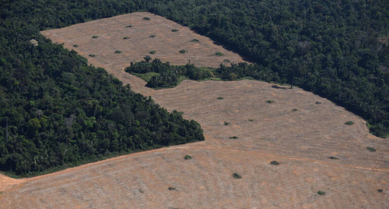 Quase meio milhão de mudas serão distribuídas para recuperação de áreas degradadas em Rondônia