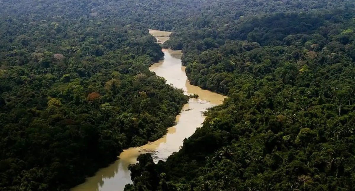 Governo cria plano de ação para desenvolvimento florestal