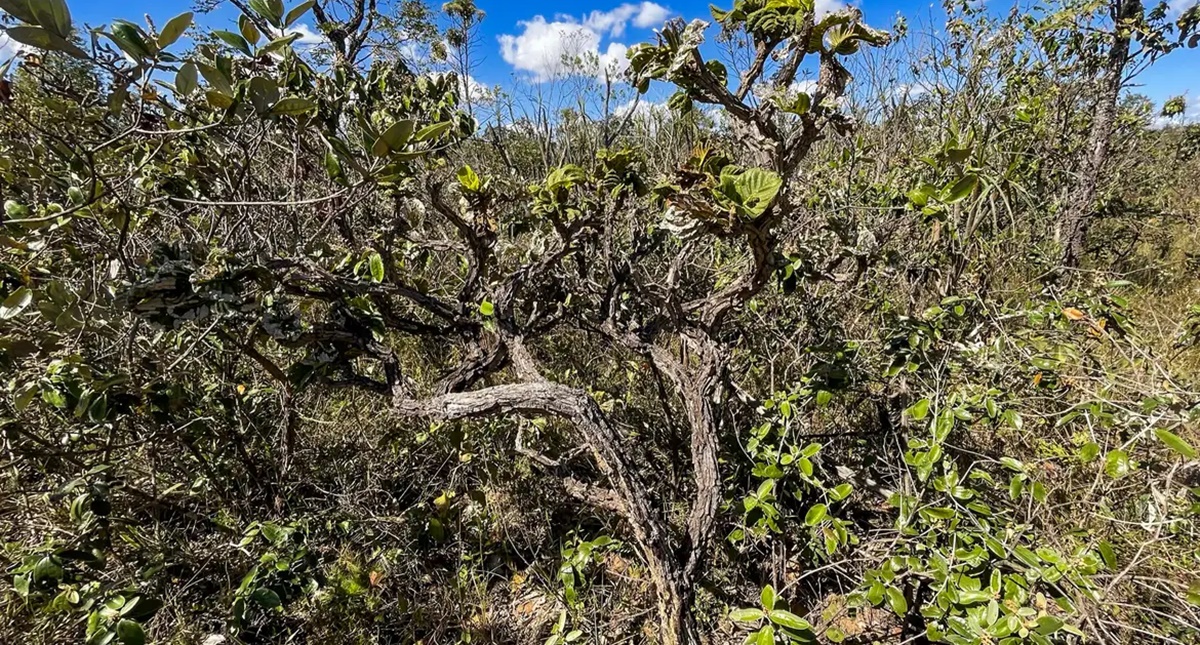 Governo lança 4ª fase do plano de ação contra desmatamento do Cerrado