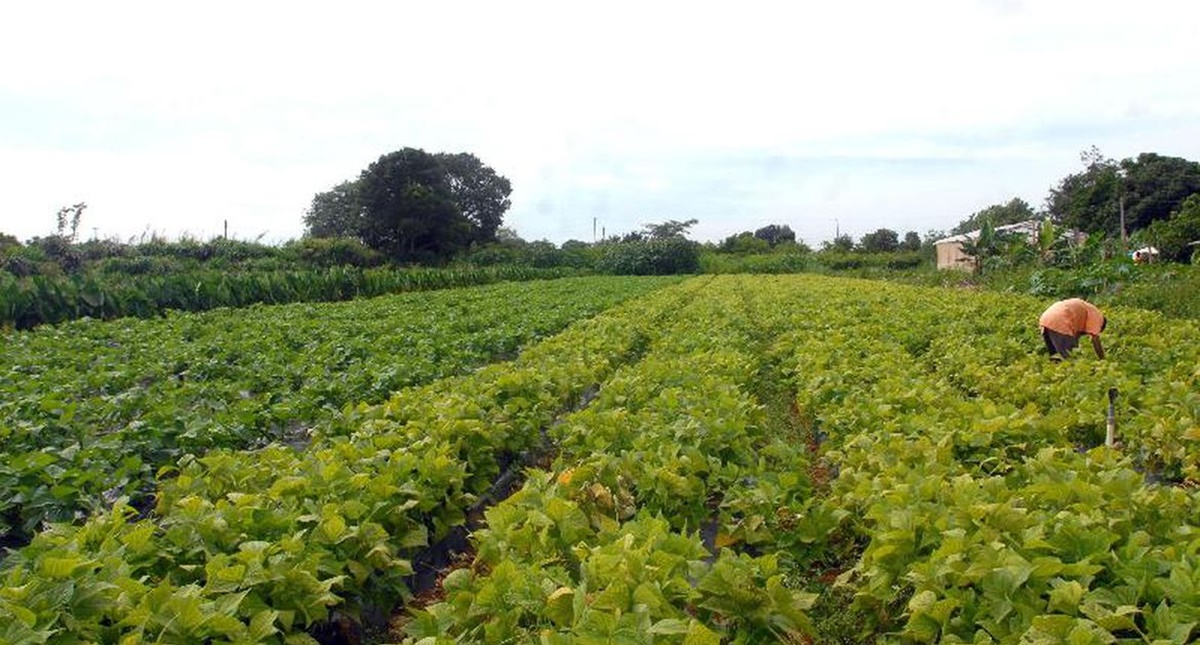 Incra define regras para assentamentos e inclusão na reforma agrária