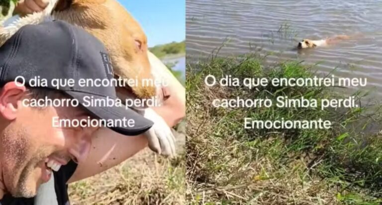 Tutor encontra cachorrinho perdido há três dias no rio; “nunca desisti” - News Rondônia