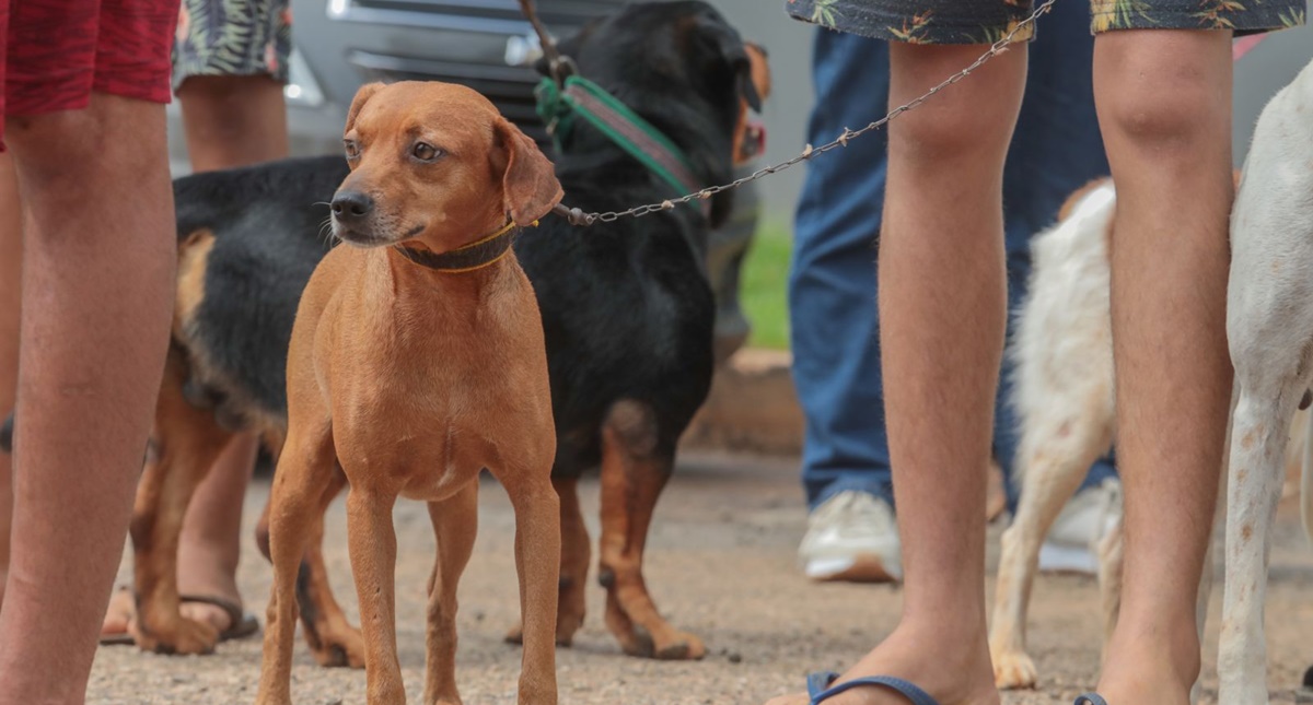 Prefeitura divulga chamamento público para cadastrar entidades interessadas em receber ração para cães e gatos