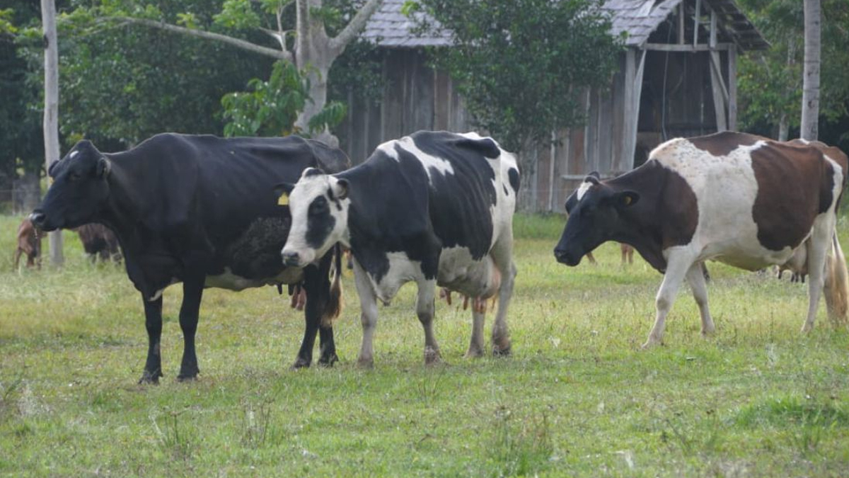 RETROSPECTIVA 2023: Governo de Rondônia investe R$ 200 milhões na agricultura e Estado tem retorno de R$ 20 bilhões - News Rondônia