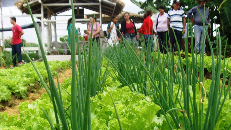 Sustentabilidade e inovação tecnológica são metas para fortalecer a agricultura familiar em 2024 - News Rondônia