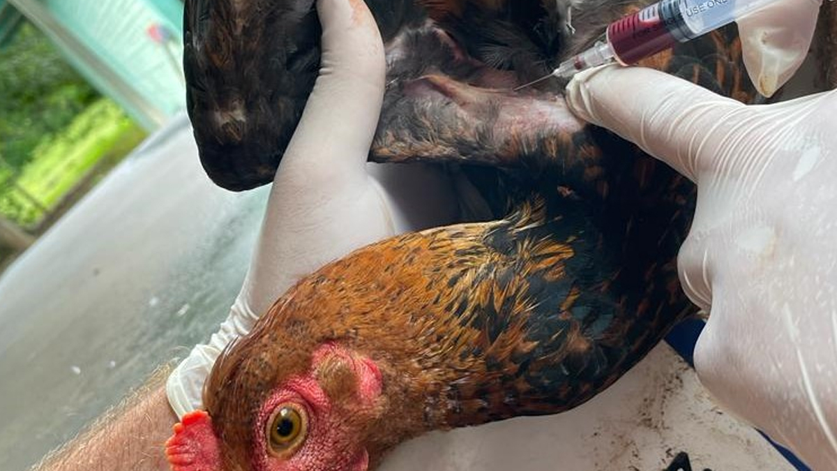 Vigilância contra influenza aviária é realizada com ações focadas em aves de subsistência - News Rondônia