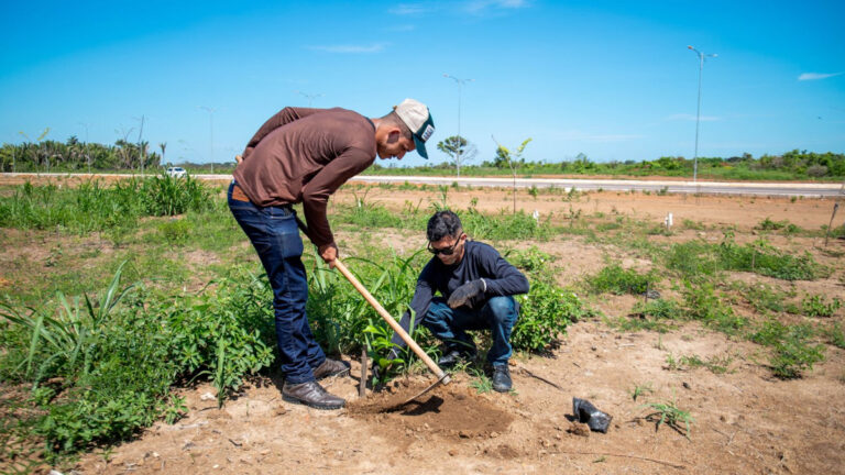 Prefeitura realiza reposição de mudas de essências florestais às margens das avenidas Santos Dumont e Décio Bueno - News Rondônia