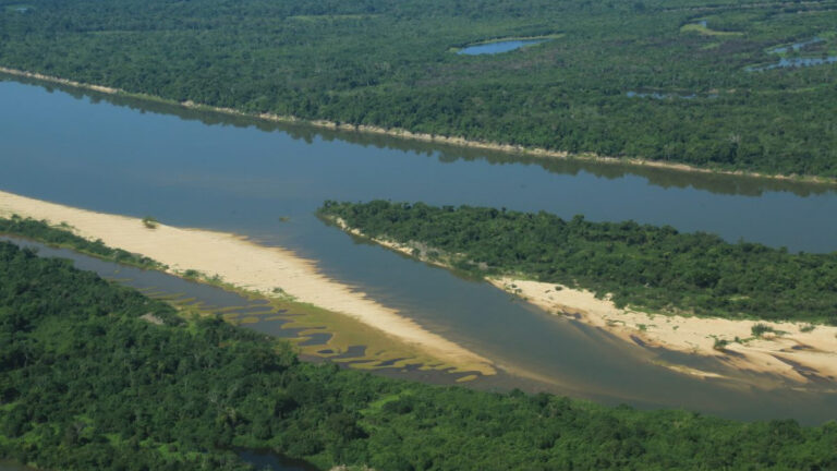 COP 28: Órgãos do Governo debatem recuperação da vegetação nativa e manejo florestal - News Rondônia
