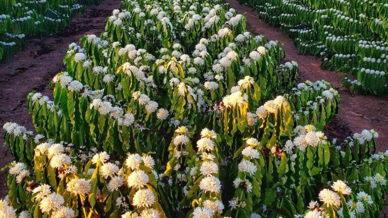 Agricultura familiar também sofre com efeitos da seca e prejuízos nas lavouras afetam a produtividade das áreas - News Rondônia