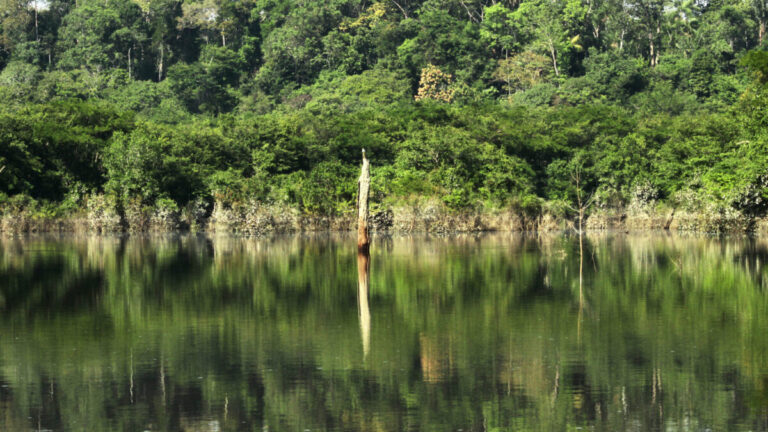 Manutenção de estoques florestais como estratégia para a redução do aquecimento global é discutido pelo Governo de Rondônia na COP 28 - News Rondônia