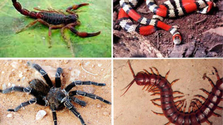Inverno Amazônico gera alerta para cuidados com animais peçonhentos - News Rondônia