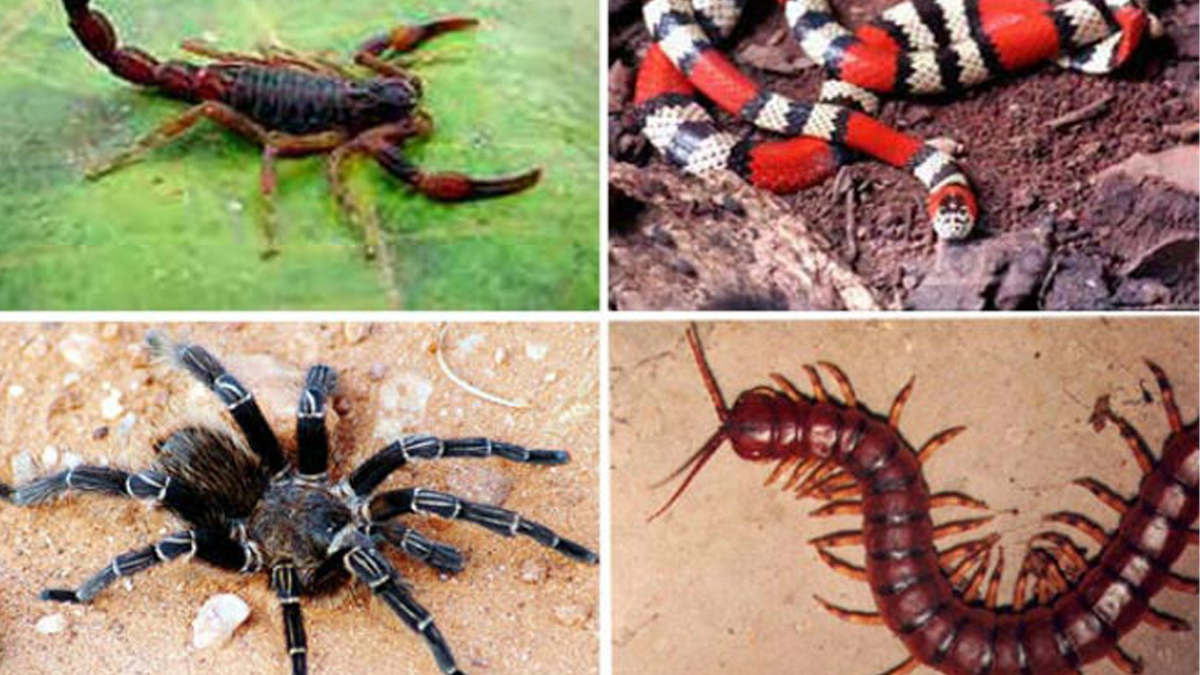 Inverno Amazônico gera alerta para cuidados com animais peçonhentos - News Rondônia