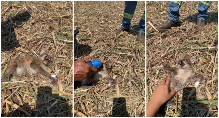 Perdida em campo de cana, filhote de onça parda escapa da morte - News Rondônia