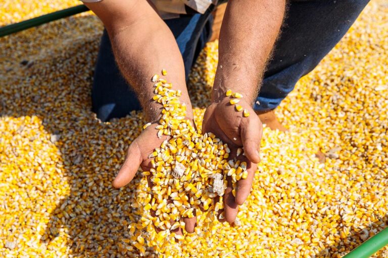 Conab realizará nova contratação de frete de milho no próximo dia (22)