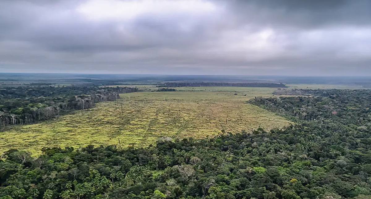 Desmatamento na Amazônia registra maior queda do ano em novembro