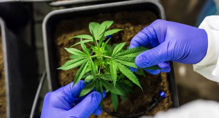 Juiz autoriza farmácia de manipulação a fabricar produtos de cannabis
