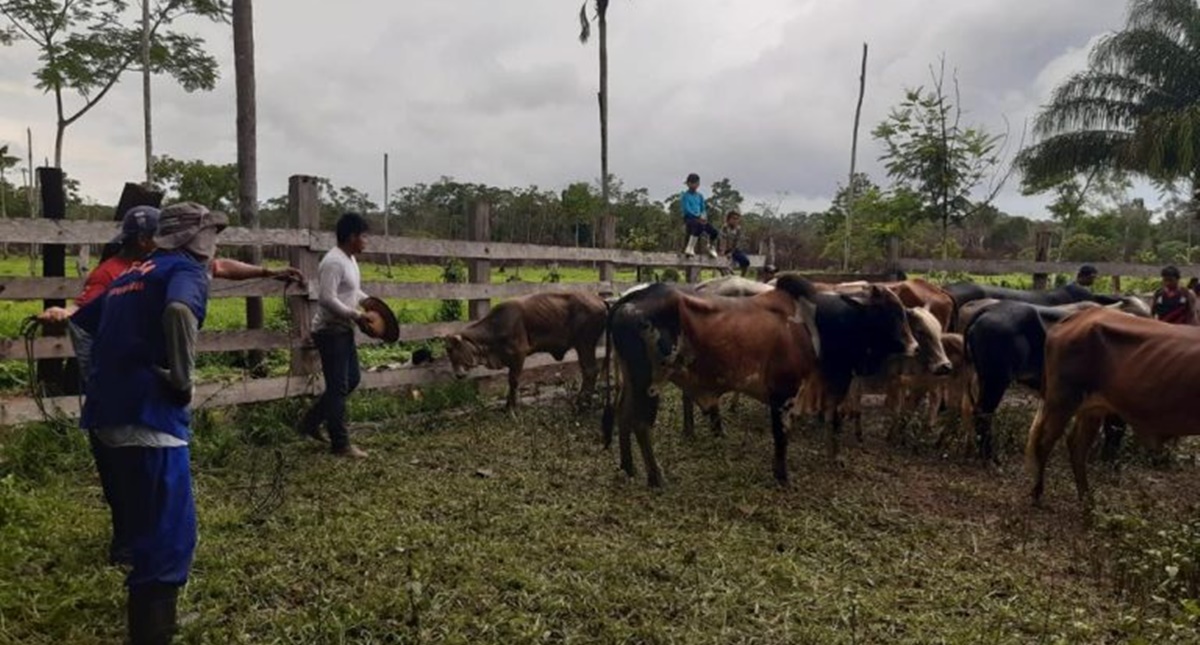 Índices aplicados ao agronegócio fecham 2023 em crescimento no estado de Rondônia