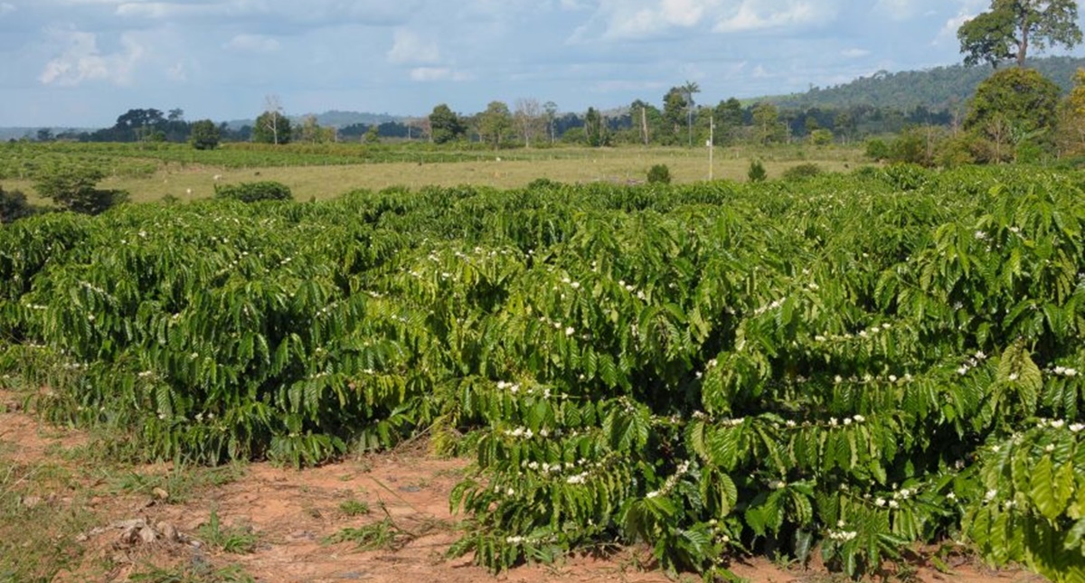 Índices aplicados ao agronegócio fecham 2023 em crescimento no estado de Rondônia