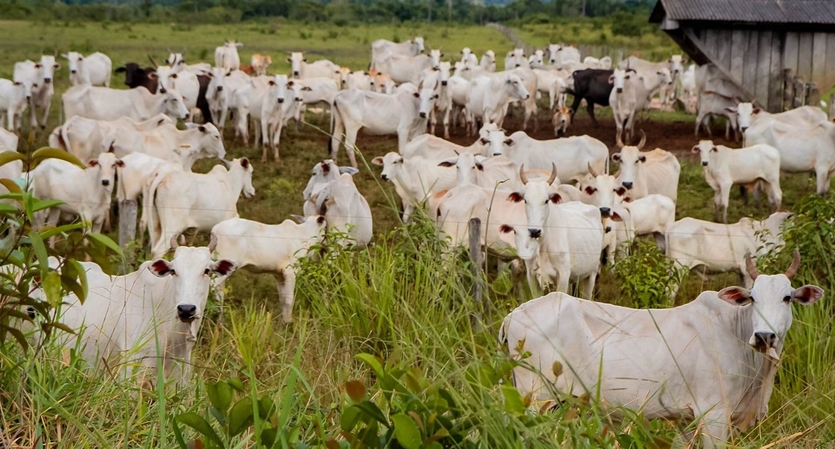 Índices aplicados ao agronegócio fecham 2023 em crescimento no estado de Rondônia