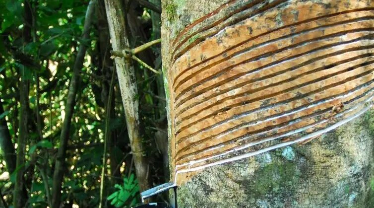 Conab faz novo leilão para apoio à comercialização de borracha natural (Pepro) nesta sexta (8)