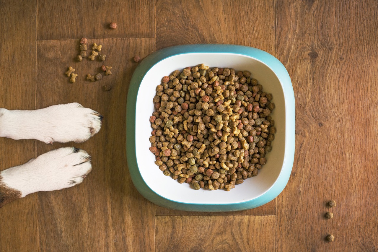 As vantagens de uma dieta balanceada e natural para os pets - News Rondônia