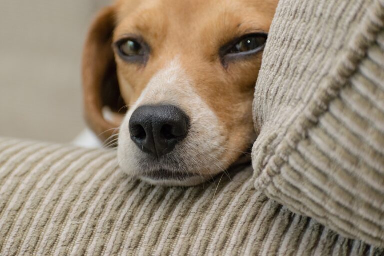 Saiba como cuidar dos pets durante as festas de fim de ano