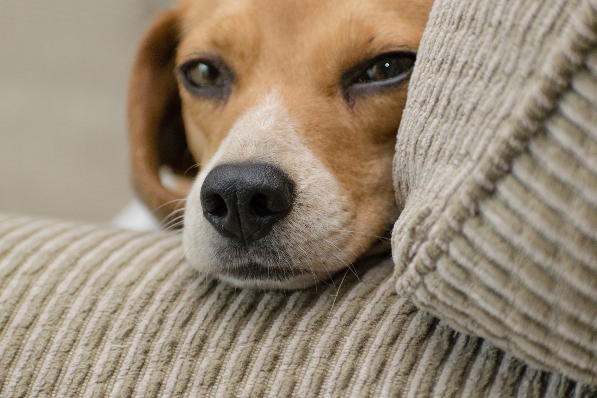 Saiba como cuidar dos pets durante as festas de fim de ano