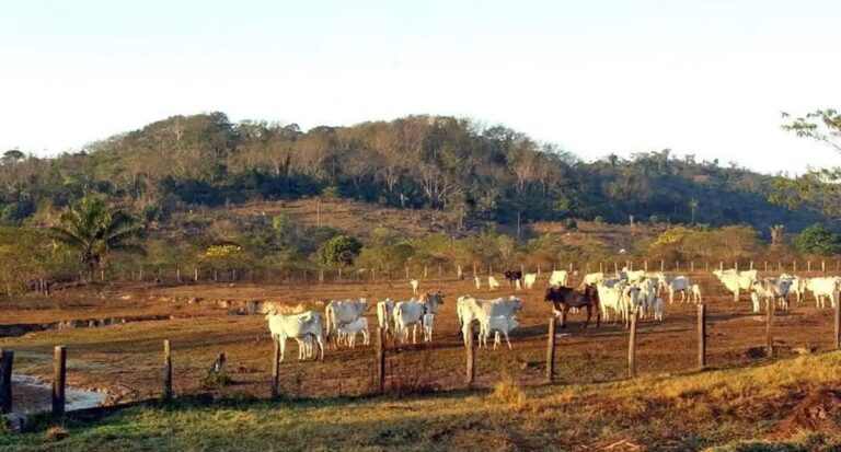 Pecuária é principal vetor de derrubada de vegetação na América do Sul