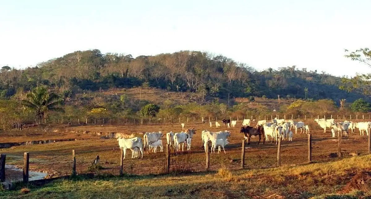 Pecuária é principal vetor de derrubada de vegetação na América do Sul
