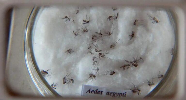 Casos de dengue no Brasil aumentam 17,5% em 2023