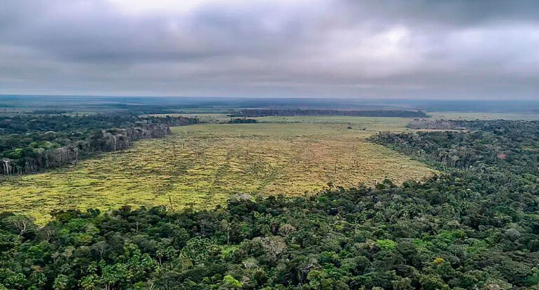 IMAZON: instituto revela redução do desmatamento em Rondônia - News Rondônia