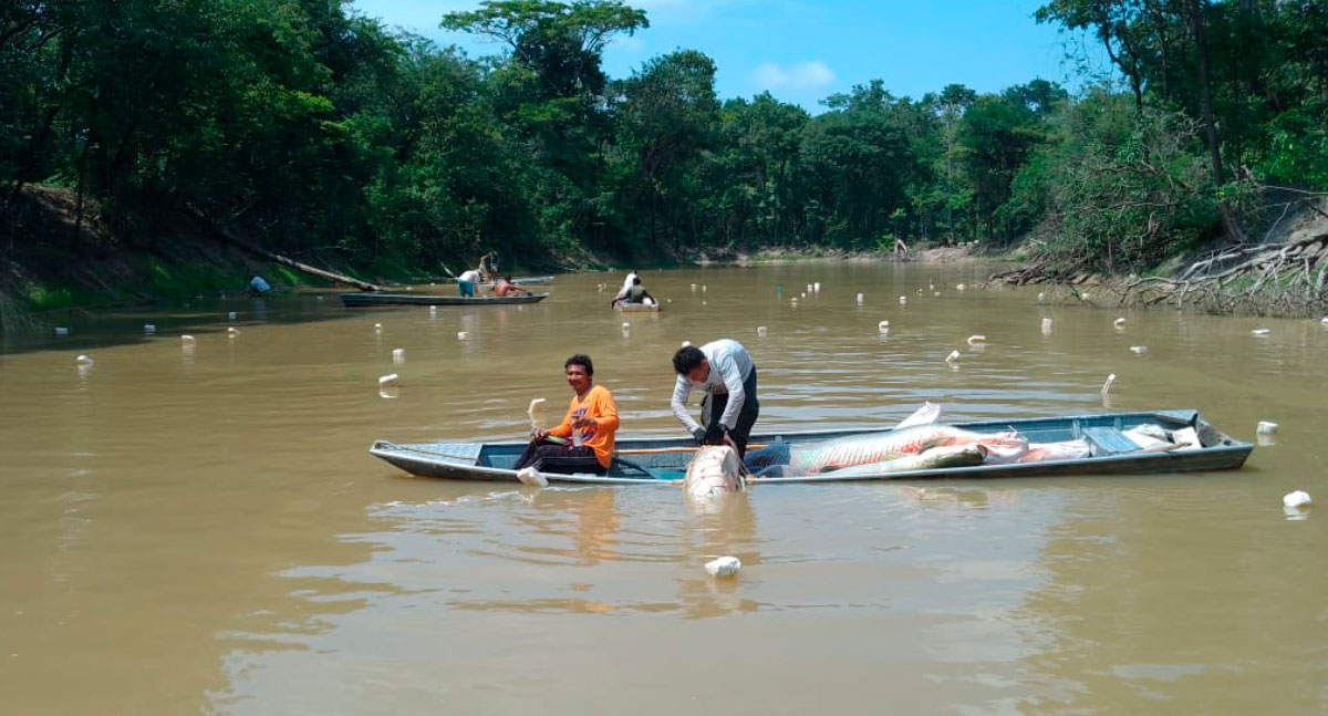 Em meio a seca histórica, Povo Paumari dá exemplo de união - News Rondônia